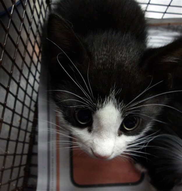 Tarzan - Domestic Medium Hair
