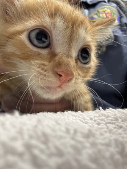 Cesna - Domestic Short Hair