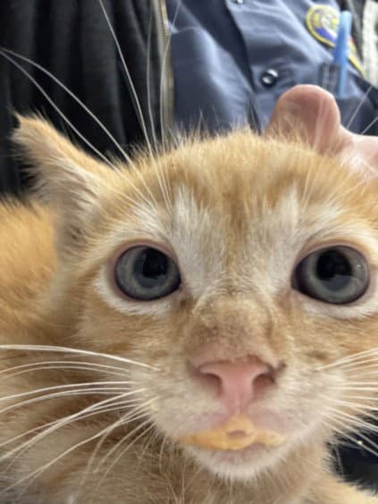 Wheel - Domestic Short Hair