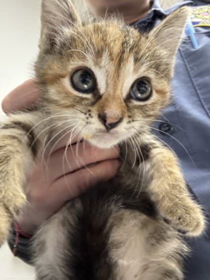 Ferris - Domestic Short Hair