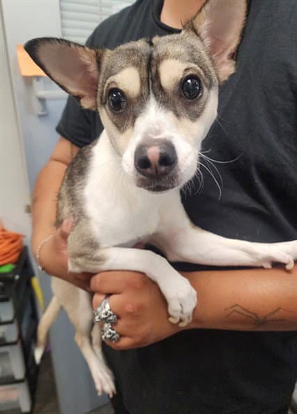 Apa - Chihuahua