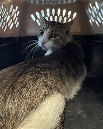 Walter - Domestic Short Hair