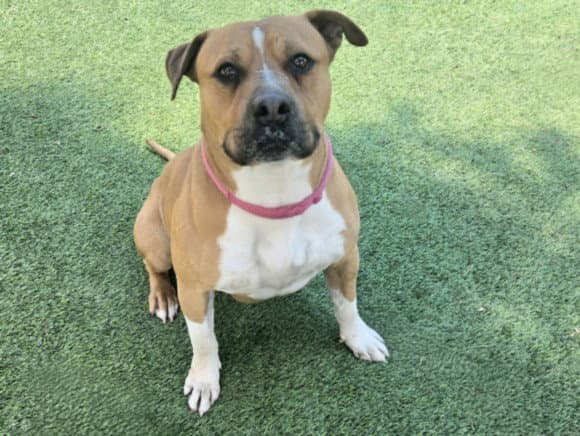 Grizz - Staffordshire Bull Terrier