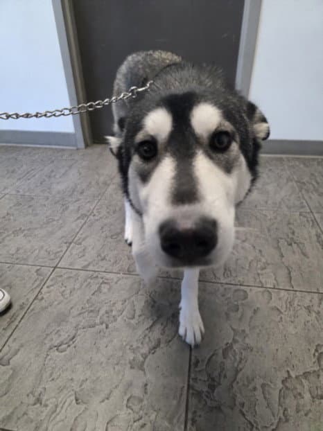 Lumi - Siberian Husky