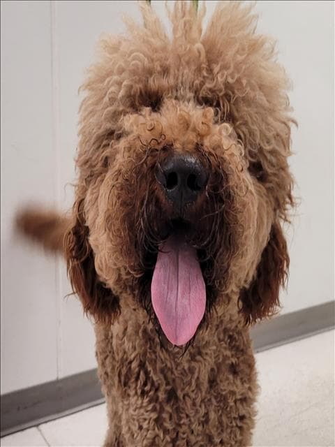 Chase G Doodle - Poodle (Standard)