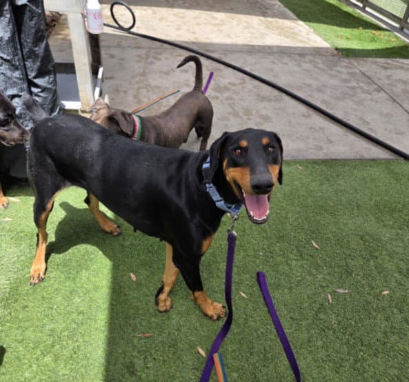 Gretyl - Doberman Pinscher