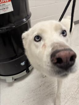 Meggie image 1