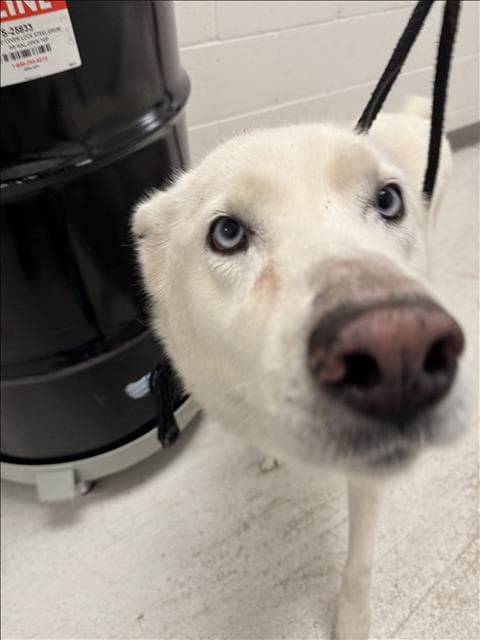 Meggie - Siberian Husky