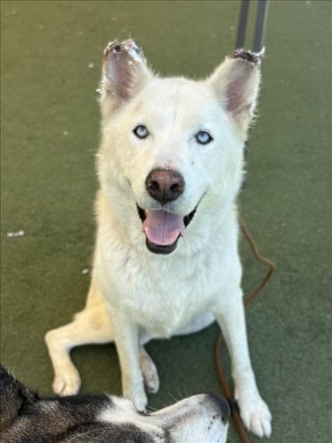 Meggie - Siberian Husky
