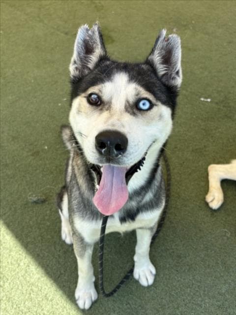 Tito - Siberian Husky