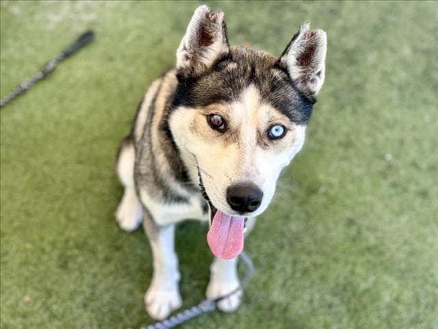 Tito - Siberian Husky