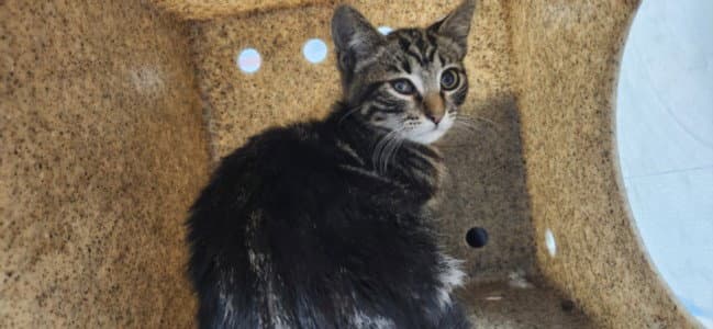 Bingo - Domestic Short Hair