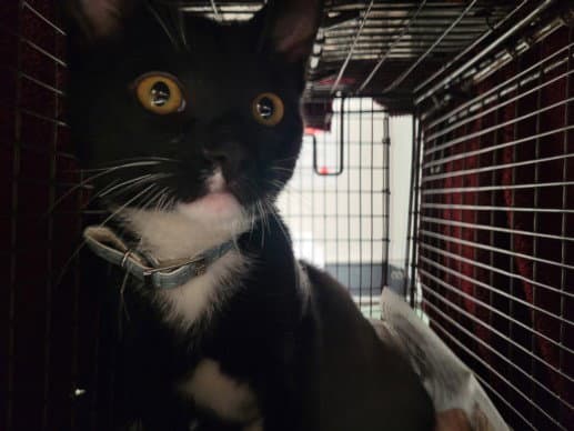 Madame Jeanette - Domestic Short Hair
