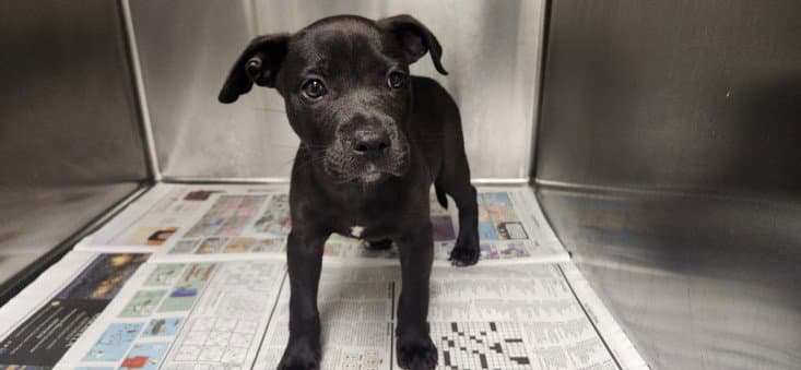 Jellybean - Pit Bull Terrier