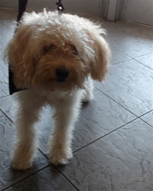 Ace - Poodle (Miniature)