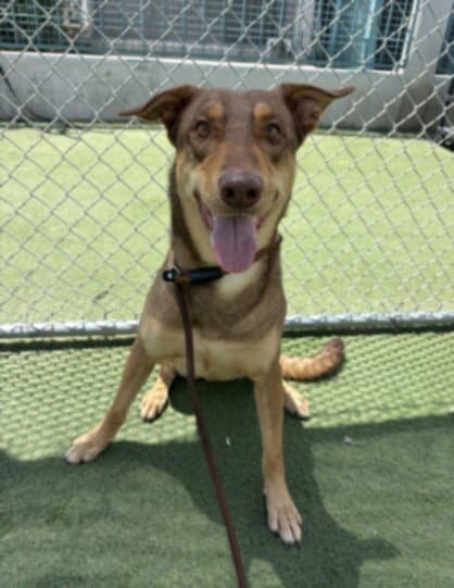 John - Australian Kelpie