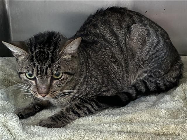 Fonzie - Domestic Short Hair