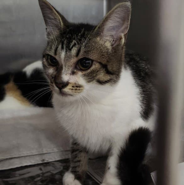 Lucile Watson - Domestic Short Hair