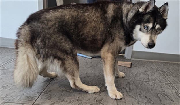 Willie - Siberian Husky