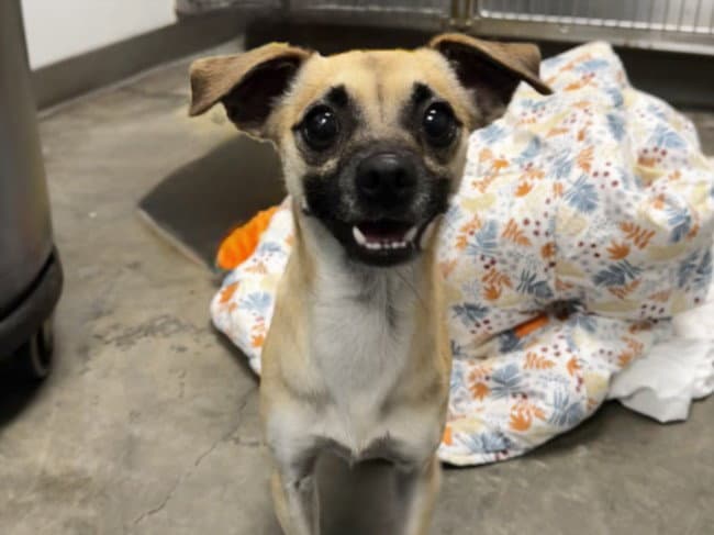 Milo - Chihuahua
