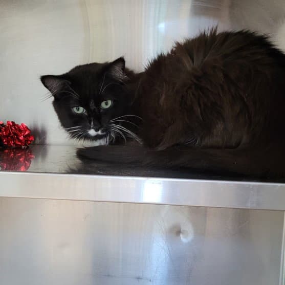 Bali - Domestic Short Hair