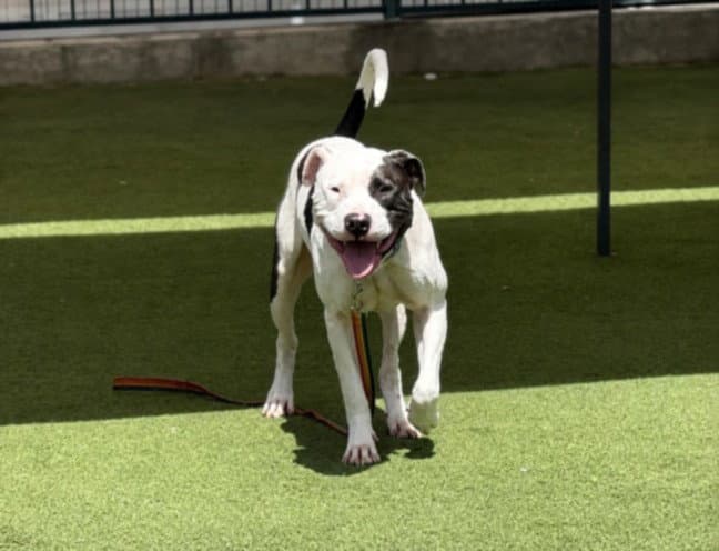 Brody - Staffordshire Bull Terrier