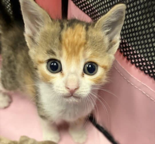 Jessie - Domestic Short Hair