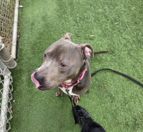 Snap - Pit Bull Terrier