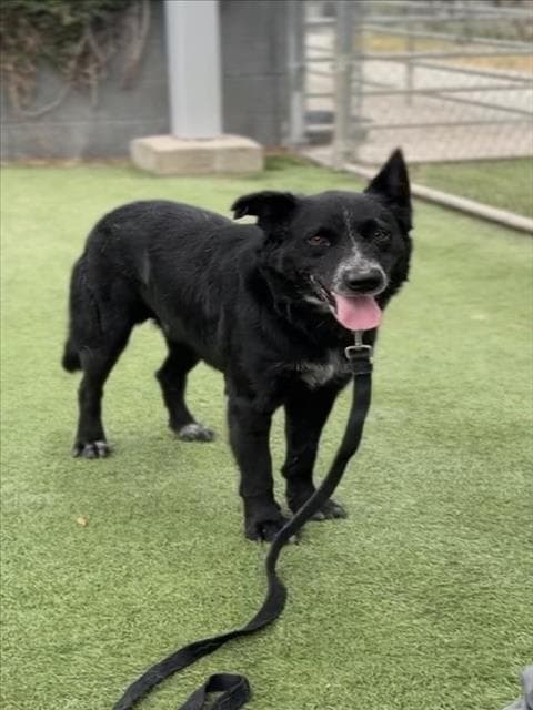 Waldo - Labrador Retriever