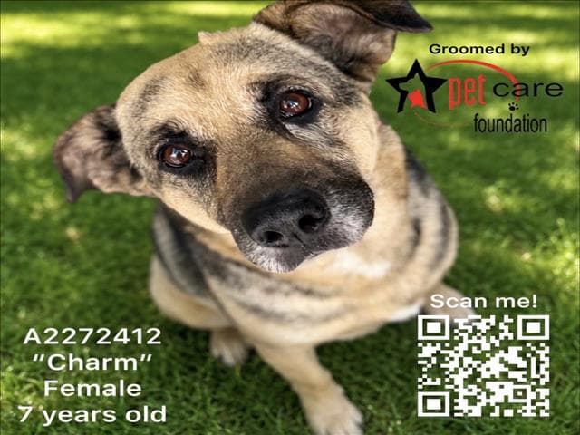Charm - German Shepherd Dog