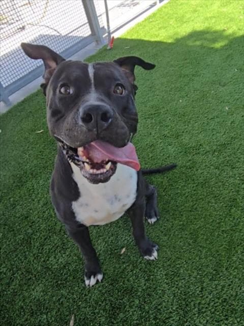Jumbo - Pit Bull Terrier