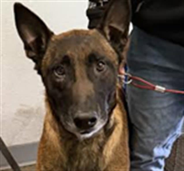 Sammy - Belgian Shepherd Malinois