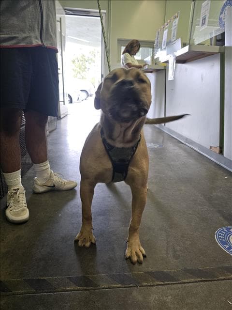 Ace - Pit Bull Terrier