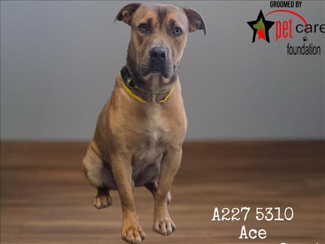 Ace - Pit Bull Terrier