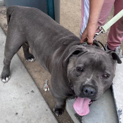 Chato - American Bulldog