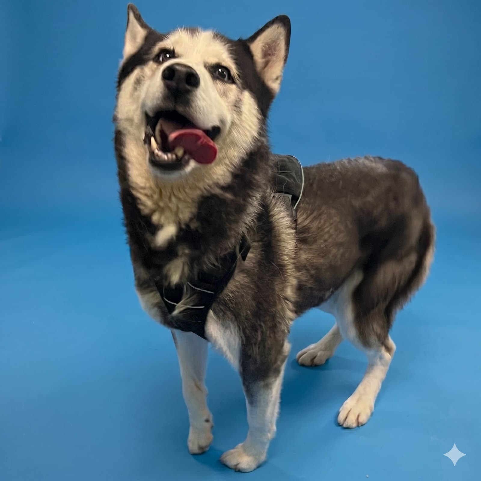 Coco - Husky