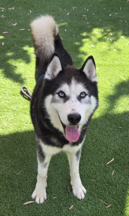 Coco - Husky