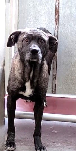 Chloe - Pit Bull Terrier