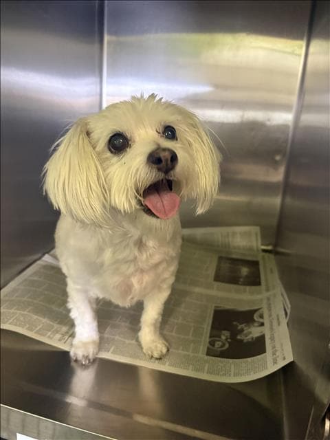 Sammi - Maltese