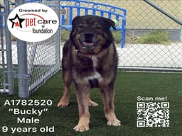 Bucky image 1