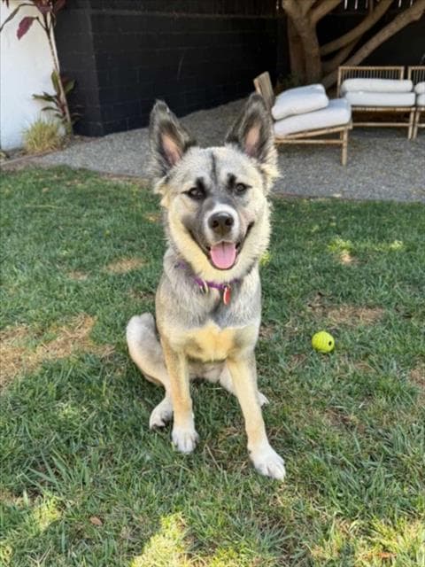 Cinnamon Toast - Norwegian Elkhound