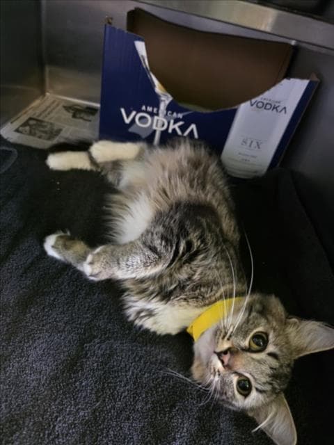Autumn - Domestic Medium Hair