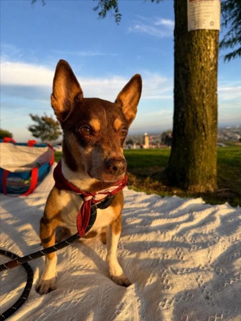 Champ - Chihuahua