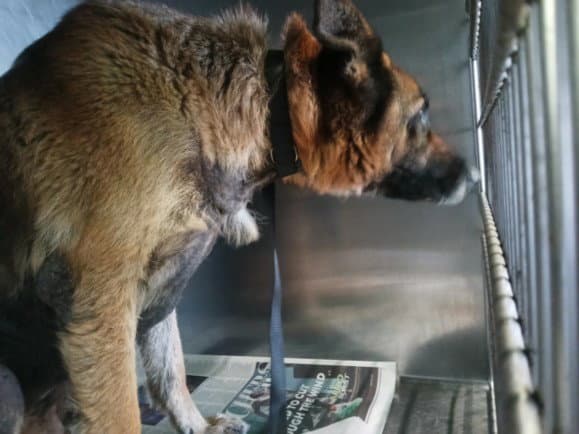 Gretel - German Shepherd Dog