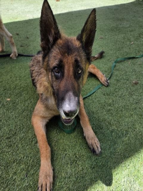 Gretel - German Shepherd Dog