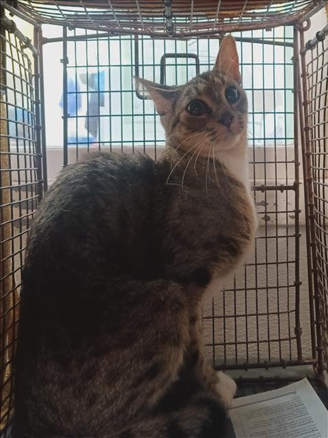 Unknown - Domestic Short Hair