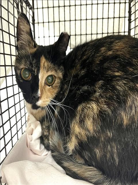 Unknown - Domestic Short Hair