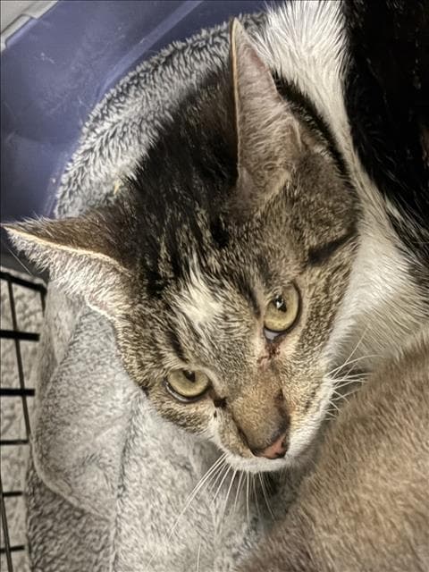 Stephanie - Domestic Short Hair