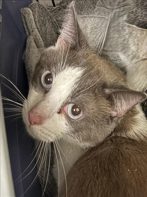 Tom - Domestic Short Hair
