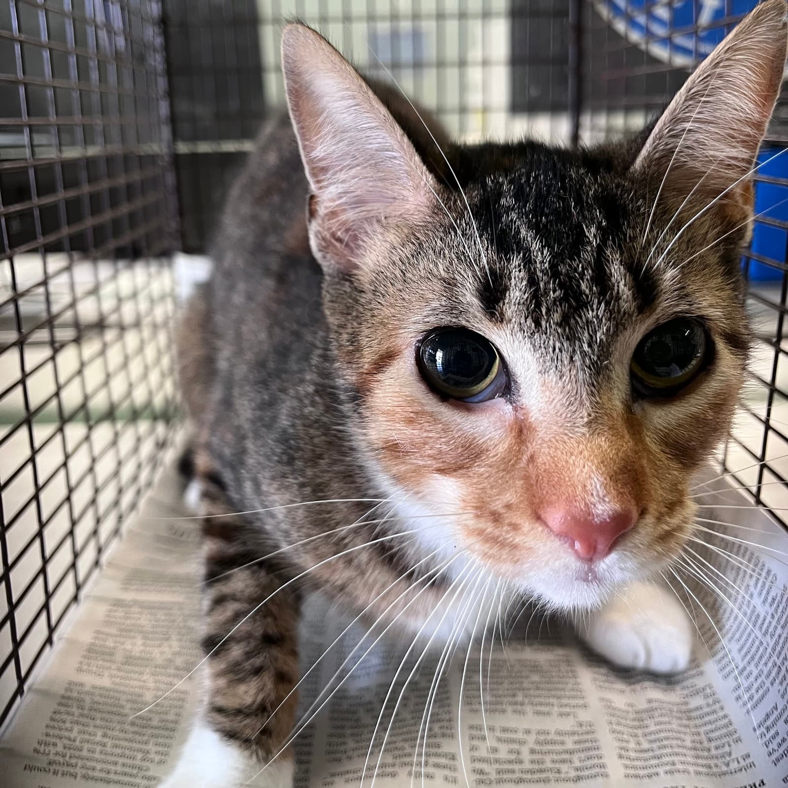 Mia - Domestic Short Hair